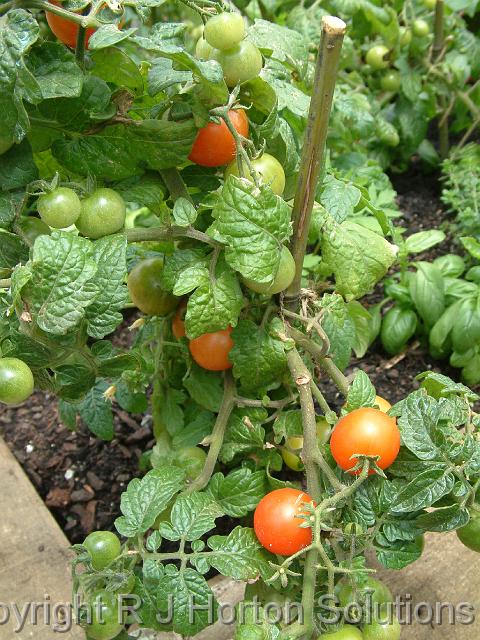 Tomatoes cherry_2